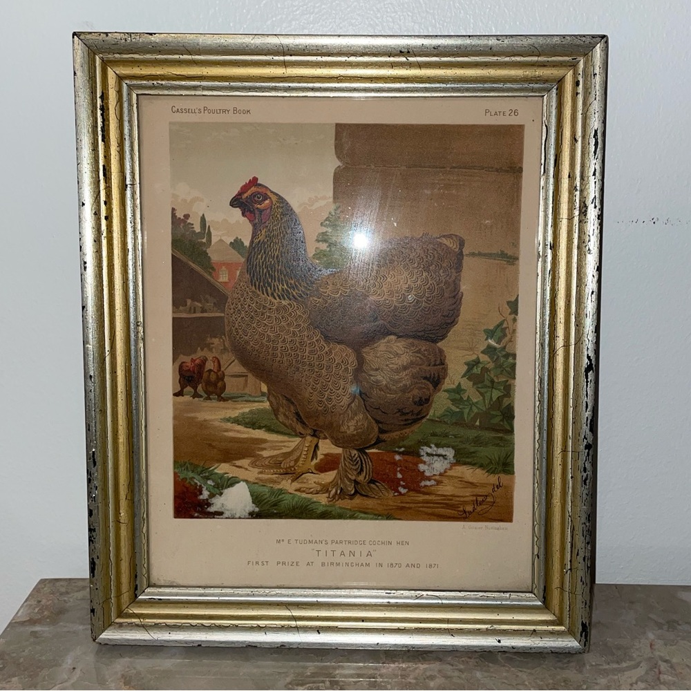 Vintage Mr E Tudman’s Partridge Cochin Hen